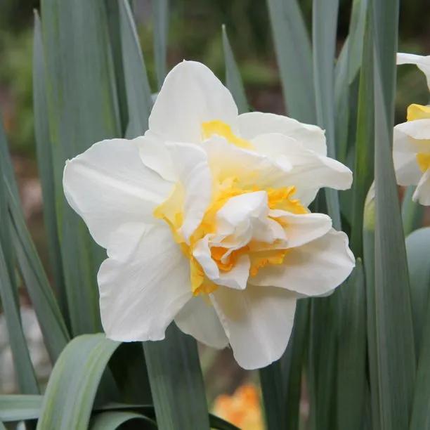 White Lion Daffodil (Narcissus White Lion) Img 1